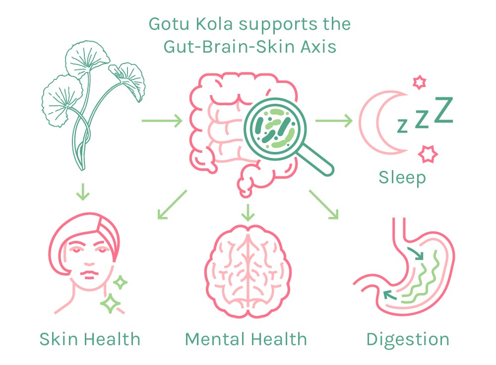 Gotu Kola is good for the Gut-Brain-Skin Axis and supports skin health, sleep, mental health and memory, reduces anxiety, and supports healthy digestion